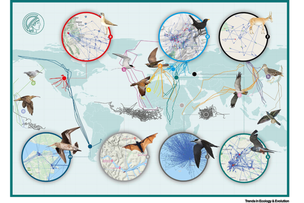 Grafik: Biological Earth observation with animal sensors © ICARUS MPG