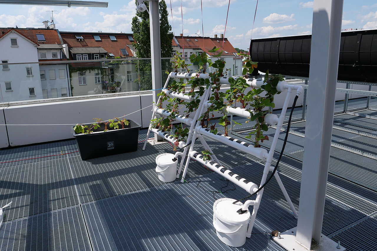 Versuchsanlage mit Pflanzen und Photovoltaik auf einem Dach