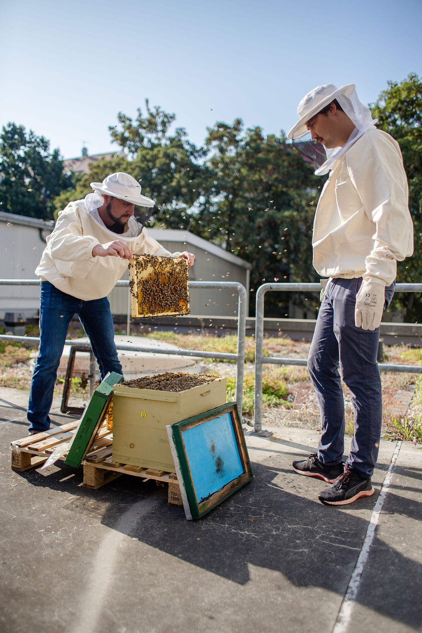 zwei Imker auf Dach bei den Bienen