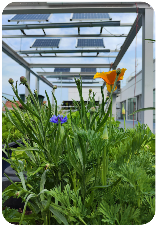 Agri-Photovoltaik Bild mit Blumen im Vordergrund und dahinter Agri-Pv-Versuchsanalge unscharf zu sehen