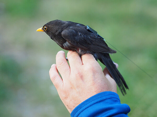 Amsel mit Sender (Foto: MPI f. Verhaltensbiologie / J. Stierle) 