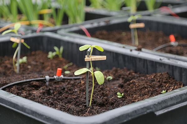 Pflanzen des Agriphotovoltaik-Projekts. (Foto: HTWK Leipzig)