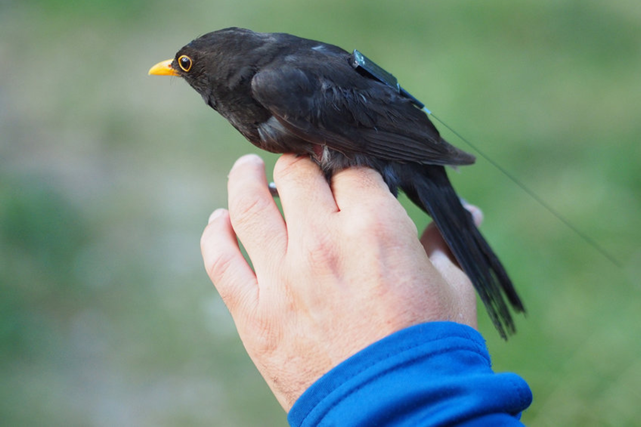 Amsel mit Mini Funksender auf einer Hand sitzend/bei Verlinkung führt Link zur Projektwebsite