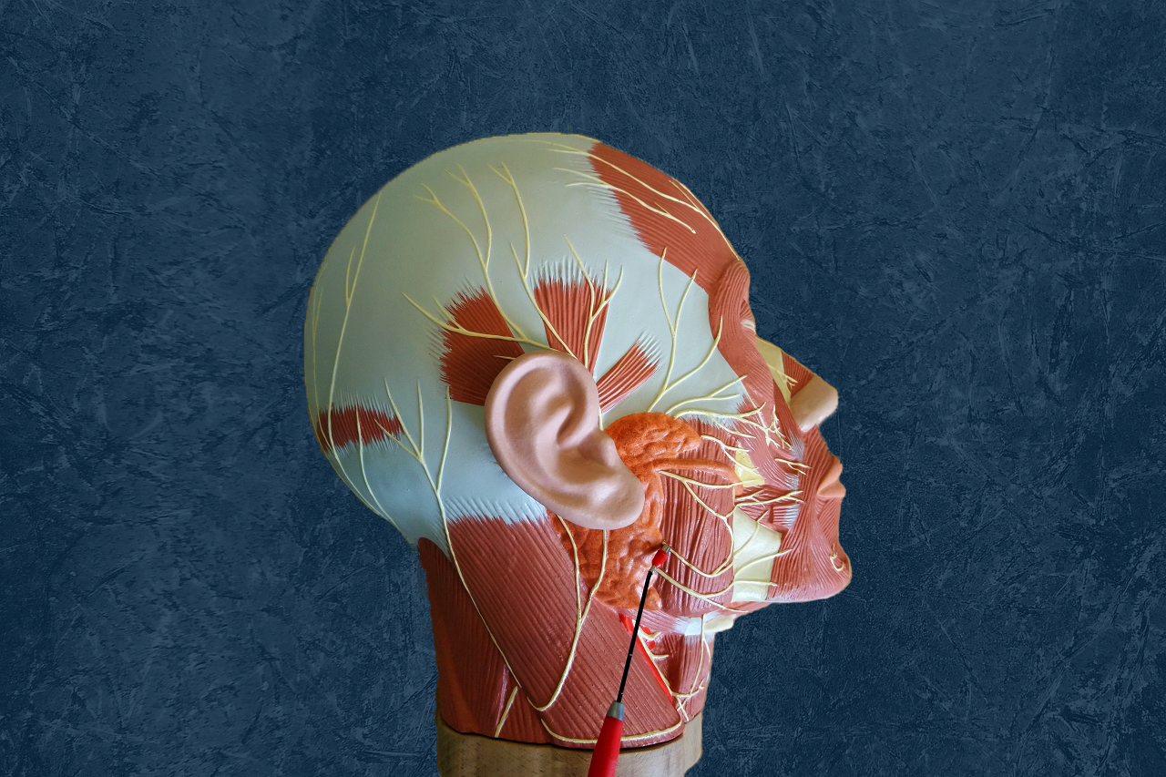 Model of a skull; the musculature is visible. If linked, the link leads to the project website.